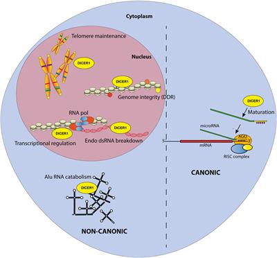 Frontiers DICER1 A Key Player In Rheumatoid Arthritis At The